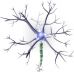 Dendrite de neurone  ( Photo 1 )